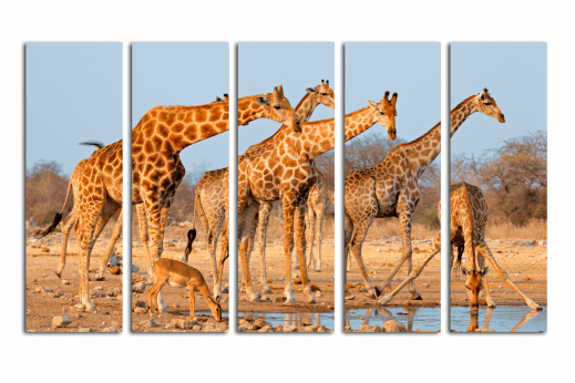 Модульная картина Жирафы