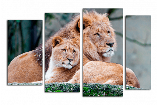 Модульная картина Лев и львица